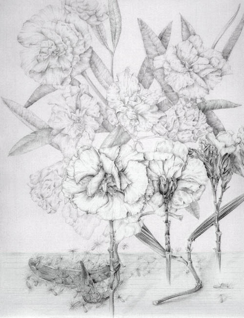 Nerium oleander-Marta Chirino