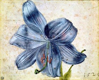 Lilium de ALberto Durero