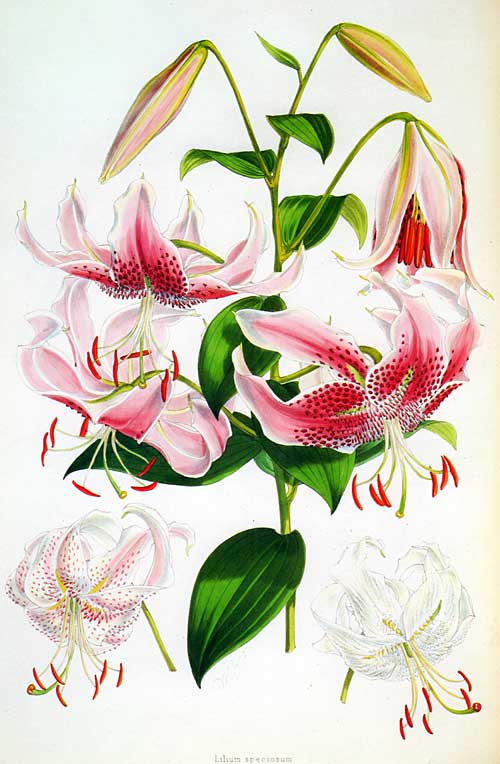 Lilium speciosum, Walter Hood Fitch