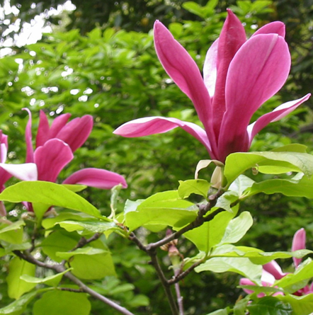 Las flores de Mayo