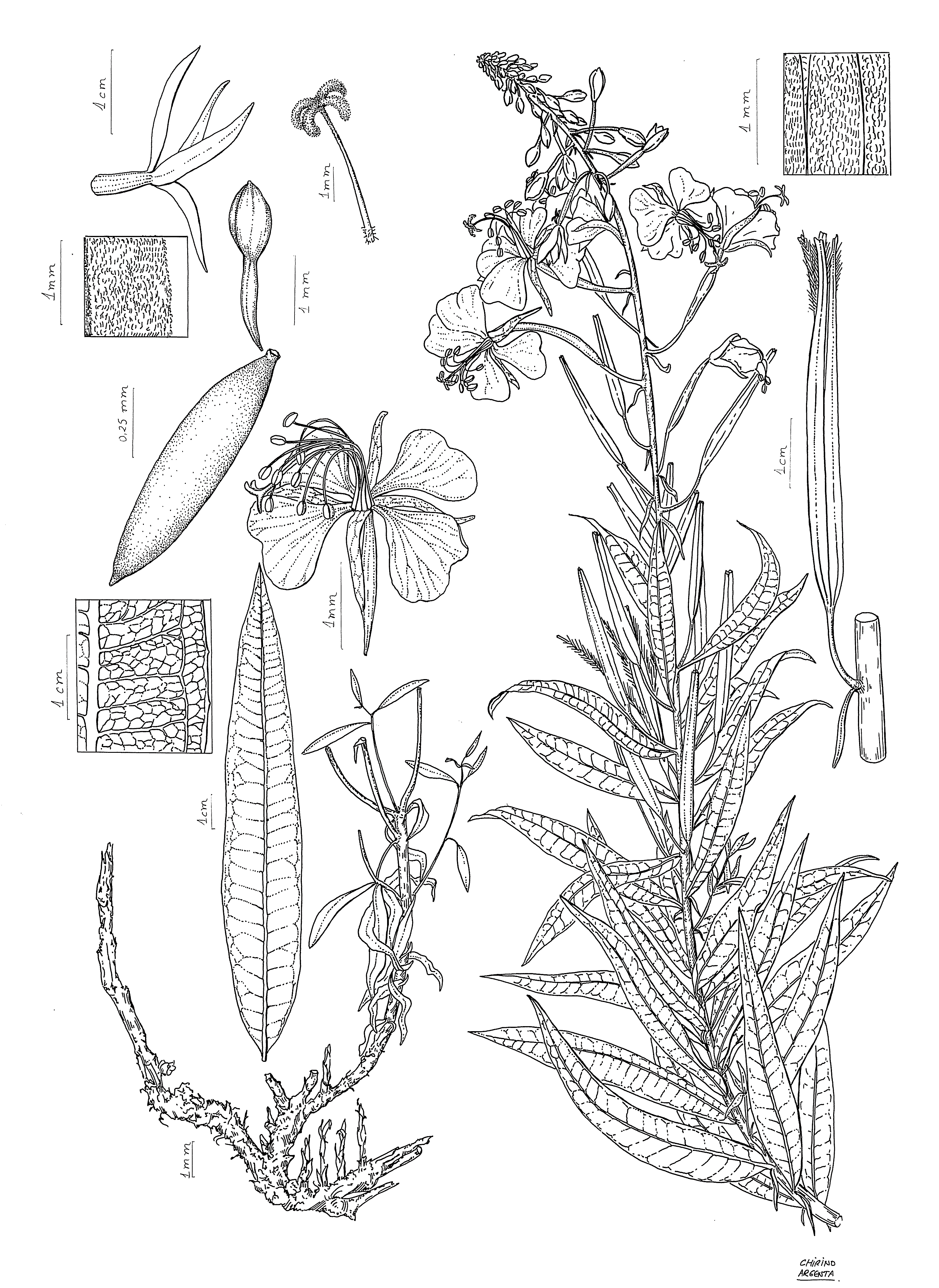 Epilobium angustifolium, dibujado por Marta Chirino