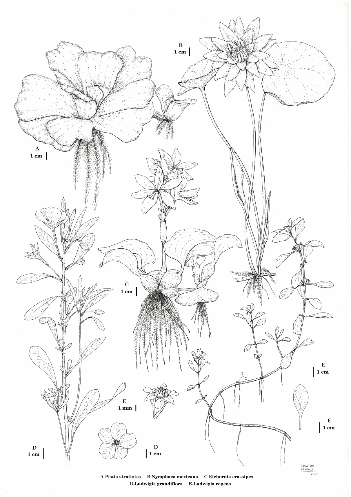 Plantas acuáticas exóticas