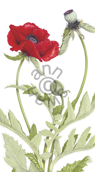 Oriental Poppies, Ann Swan