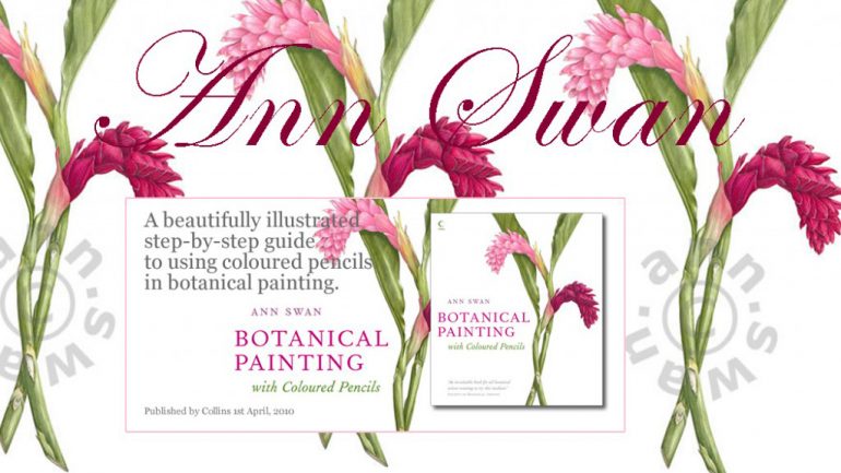 Ann Swan, SBA botanical artist