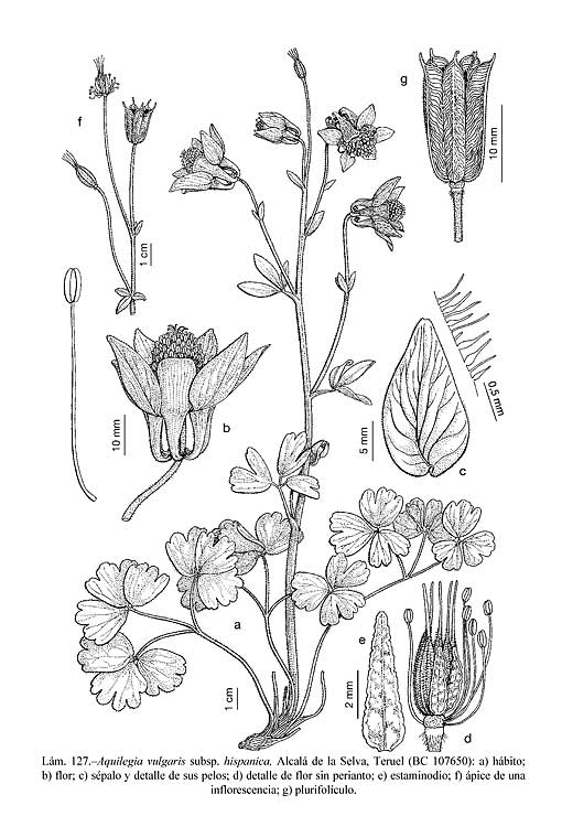 01_L127_Aquilegia_vulgaris_hispanica