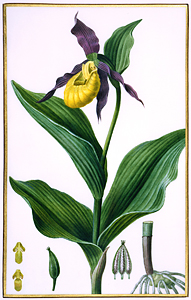 Cypripedium, Orchidaceae, watercolor on vellum by Pancrace Bessa (1772-1835) HI Art accession no. 0057.