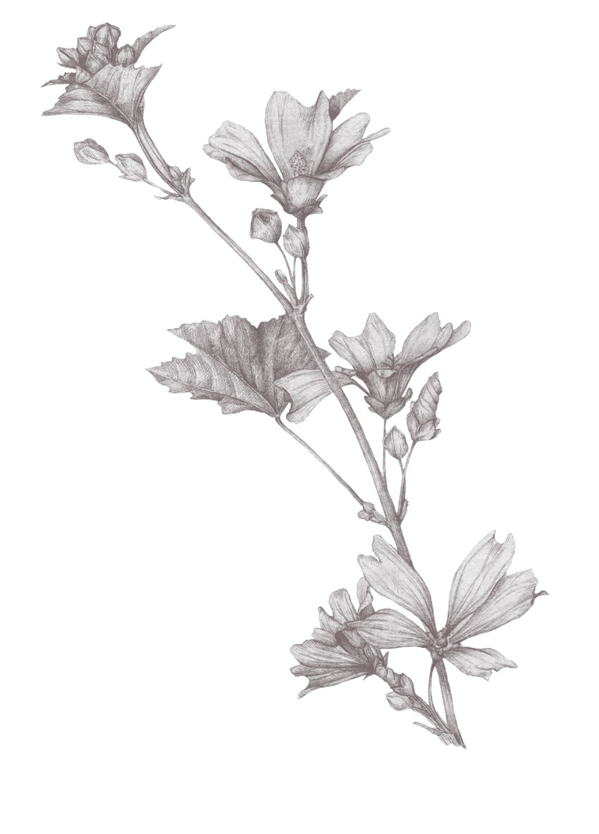 Dibujo de Malva-pantone437