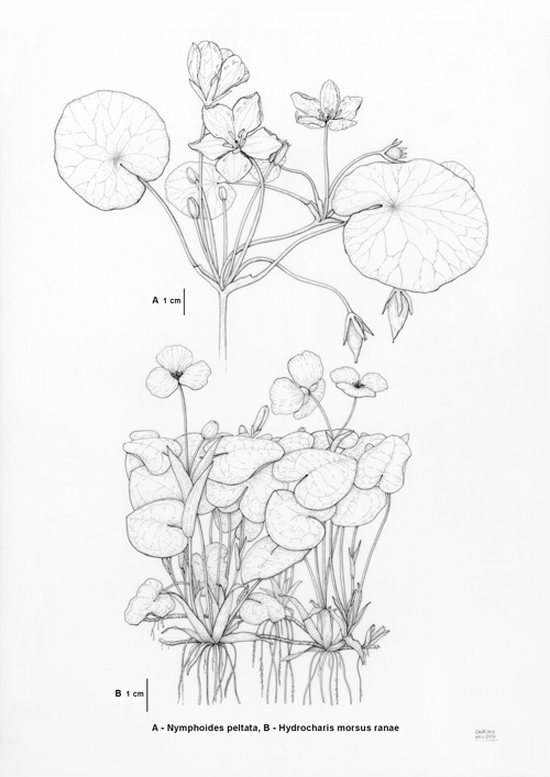 Nymphoides, Hydrocharis