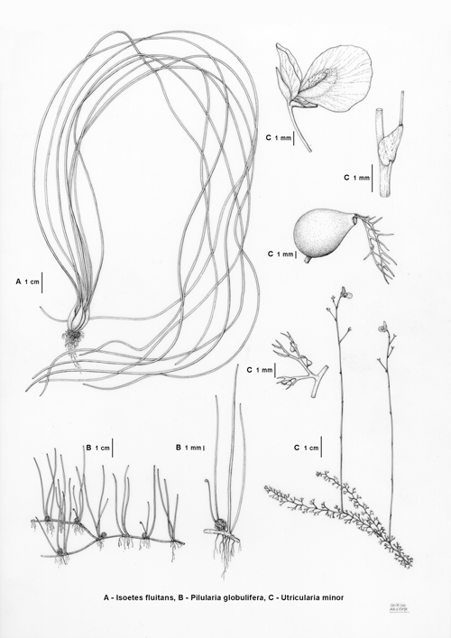 Isoetes, Pilularia, Utricularia