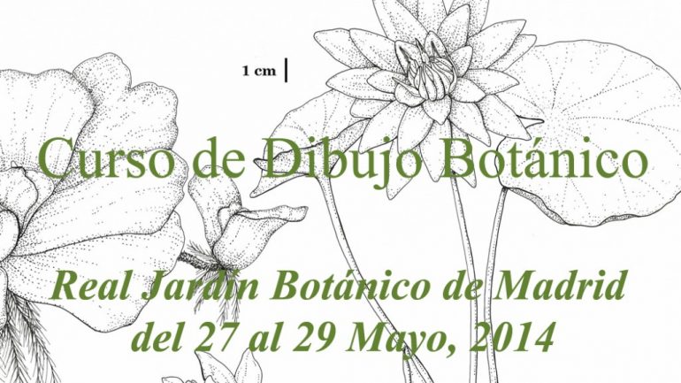 Curso de dibujo Botánico en el Real Jardín Botánico de Madrid