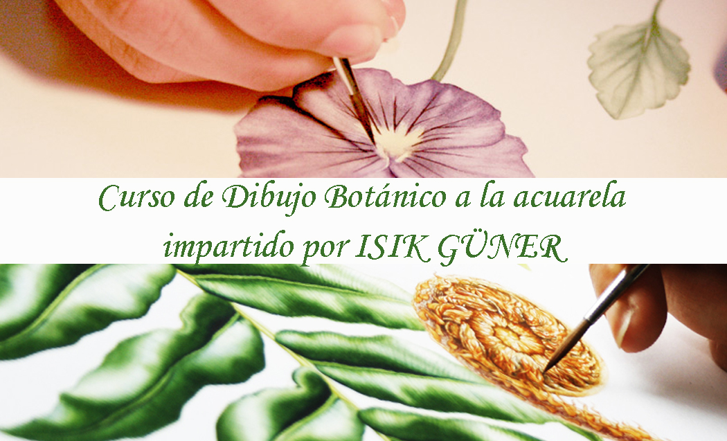 Curso de ilustración botánica a la acuarela por Isik Günere