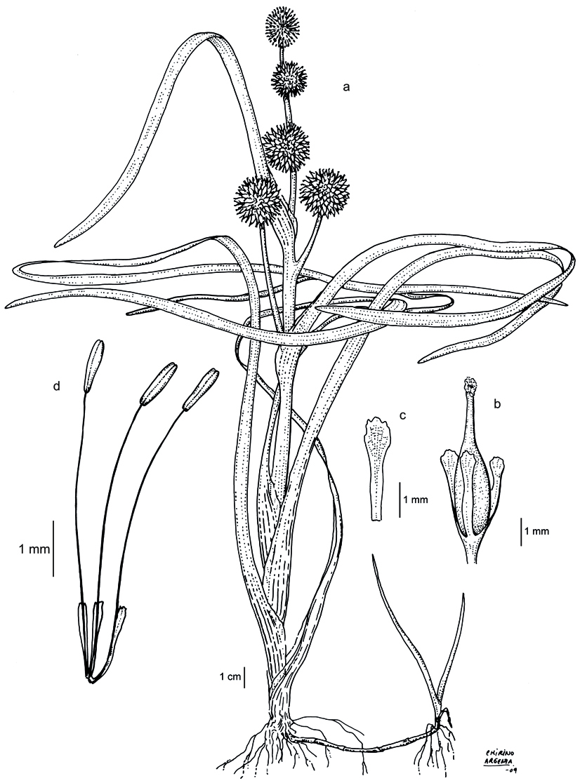 Sparganium angustifolium, dibujo de Marta Chirino Argenta