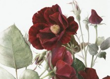 Elaine Searle. Rosa 'Dusky Maiden' Print Size A4. Edition of 25