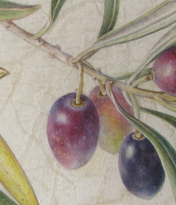 Olea europaea, Shevaun Doherty