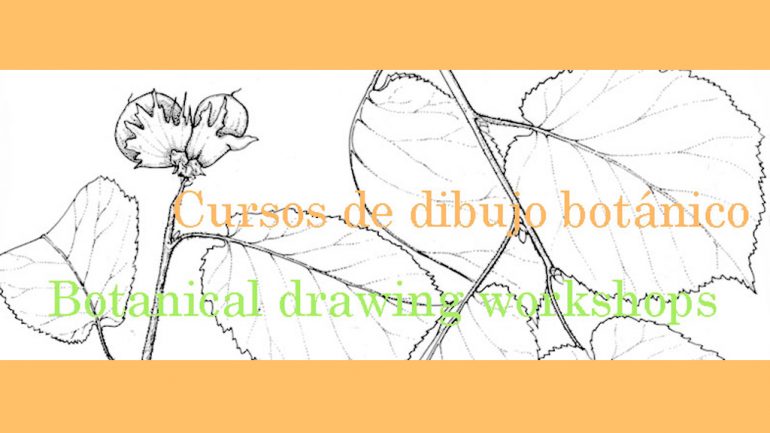 Cursos de Dibujo Botánico