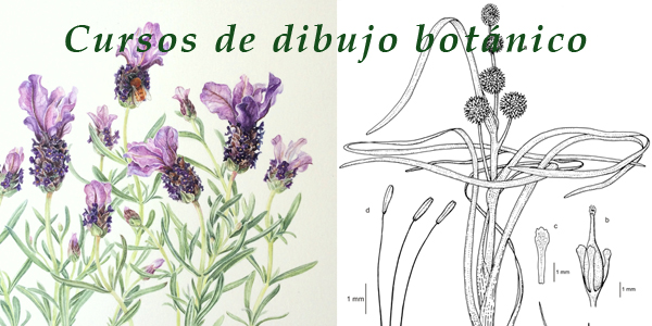 cursos de dibujo botánico por Shevaun Doherty y Marta Chirino