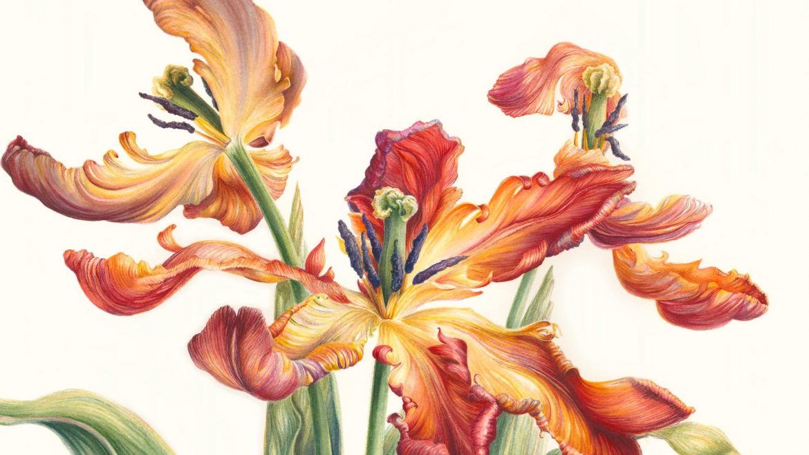 Mary Dillon, Tulip parrot