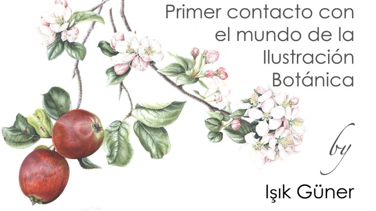 Curso de pintura botánica con Işık Güner