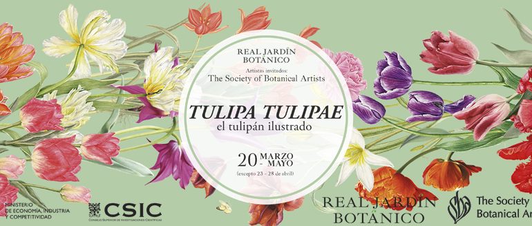 Exposición TULIPA, TULIPAE. El tulipán ilustrado